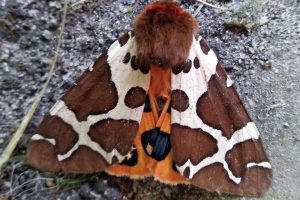 Медведица с крыльями – в зоне ЧАЭС замечена мохнатая опасная бабочка
