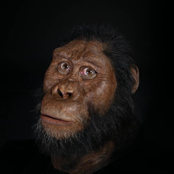 Ученые показали, как выглядел предок человека, живший 3,8 миллиона лет назад.Вокруг Света. Украина