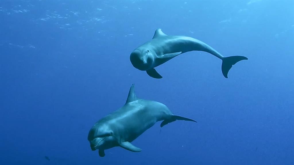 Дельфин усыновил детеныша другого вида - это первый известный науке случай