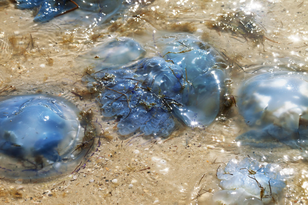 Берег Азовского моря покрыло желе из мертвых медуз.Вокруг Света. Украина