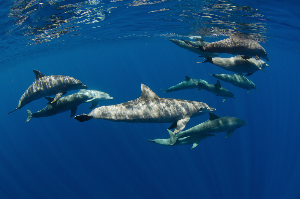 В Новой Зеландии туристам запретили плавать с дельфинами.Вокруг Света. Украина