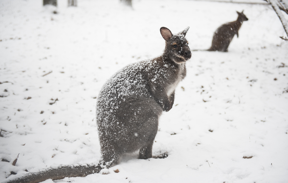 Кенгуру на снегу: в Австралии прошел мощный снегопад
