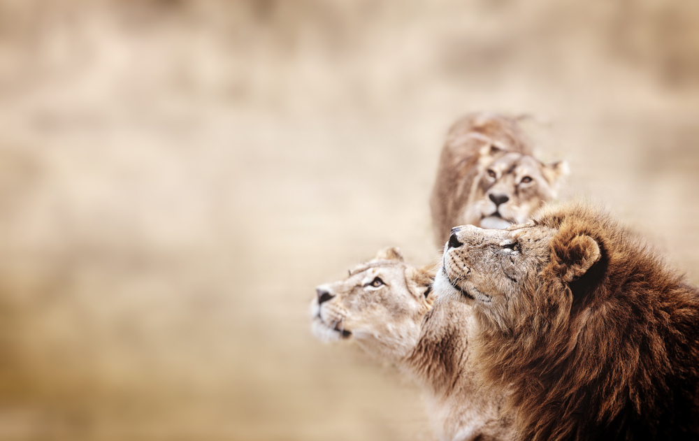 Вырождение африканских львов ведет к краху экосистемы.Вокруг Света. Украина