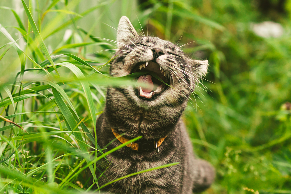 Ученые определили, почему кошки жуют траву.Вокруг Света. Украина