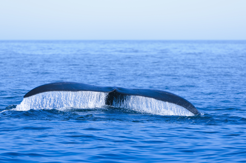 За лето популяция северных гладких китов уменьшилась на 2%.Вокруг Света. Украина