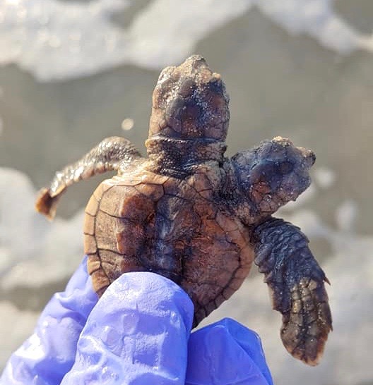 На пляже в США нашли двухголовую черепаху