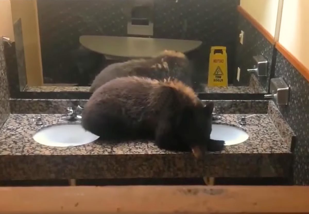 В Монтане медвежонок уснул в ванной отеля: видео.Вокруг Света. Украина