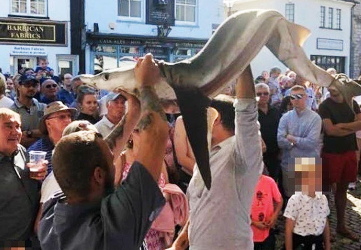 На фестивале в Плимуте съели редкую голубую акулу.Вокруг Света. Украина