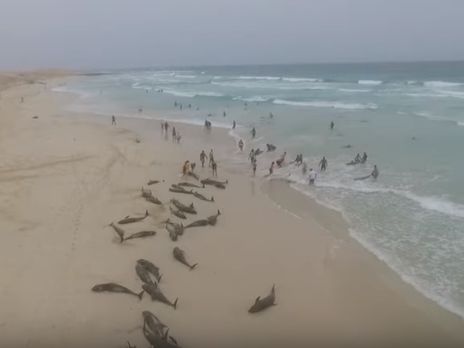 В Кабо-Верде на берег выбросились более 200 дельфинов