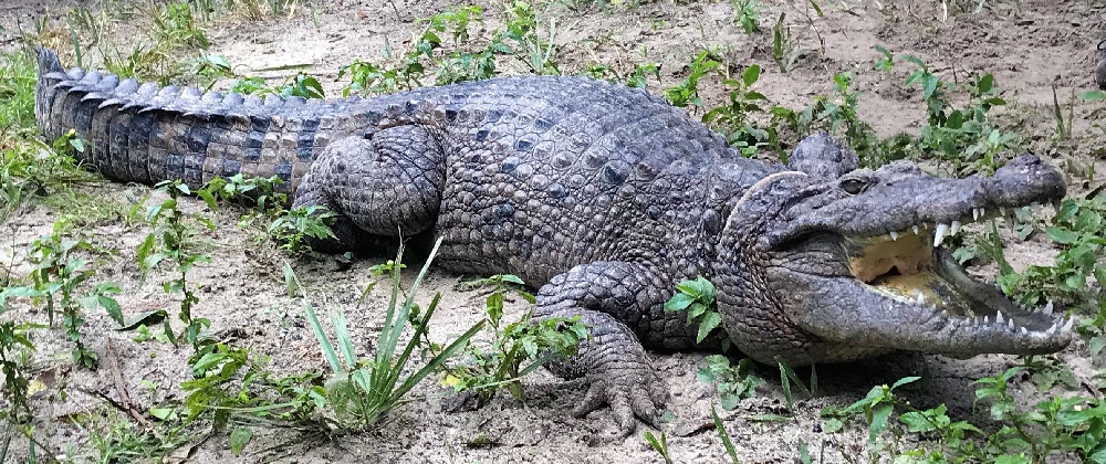 В Новой Гвинее обнаружили новый вид крокодила.Вокруг Света. Украина