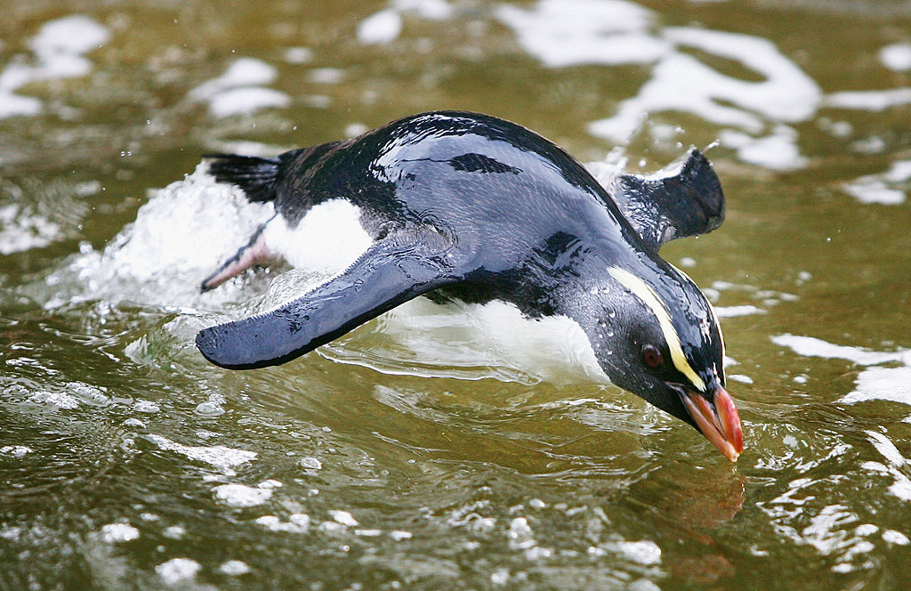 Крошечный пингвин проплыл 2500 км из Новой Зеландии в Австралию.Вокруг Света. Украина