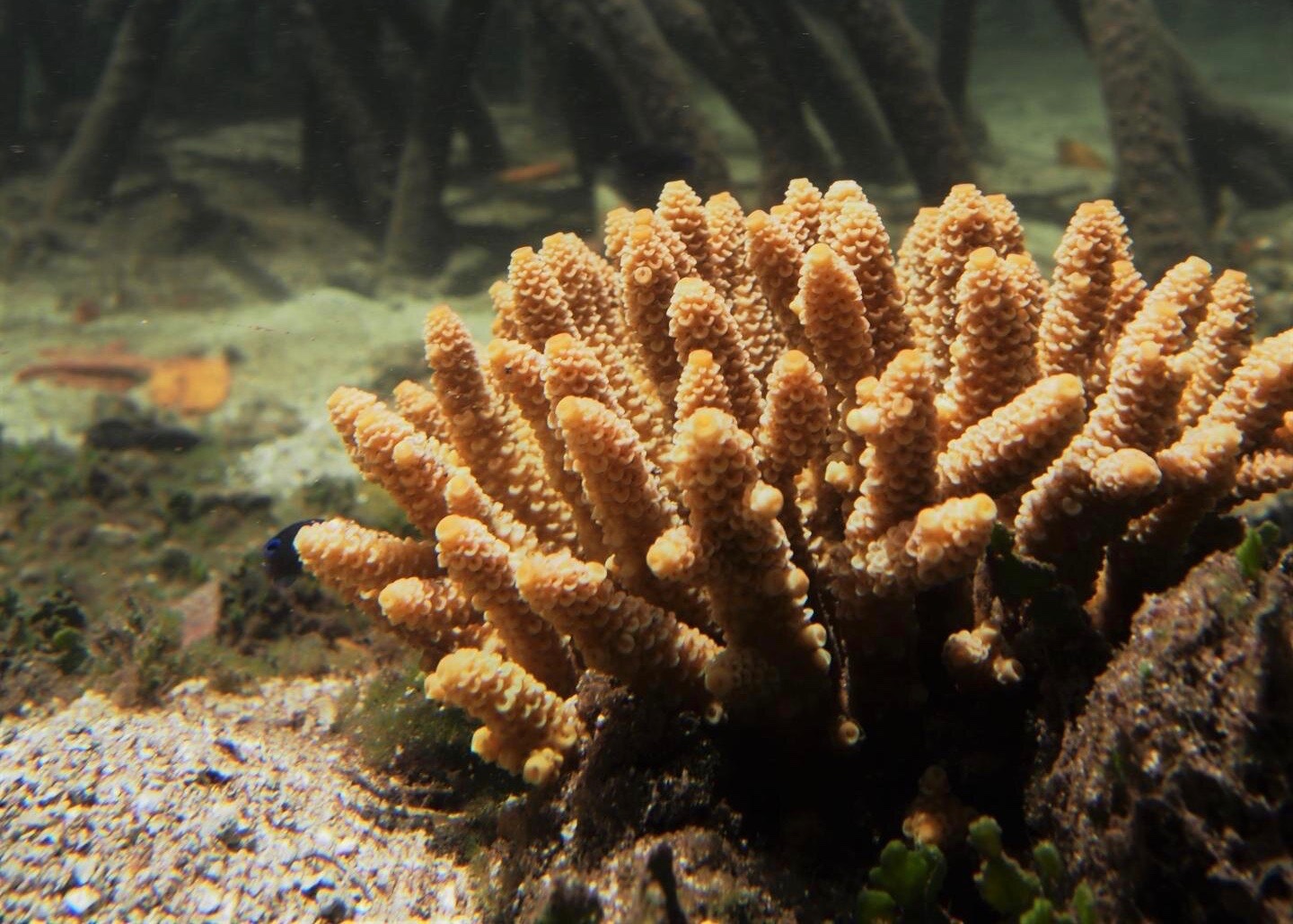 Возле Большого Барьерного рифа обнаружили 34 вида «закаленных» кораллов.Вокруг Света. Украина