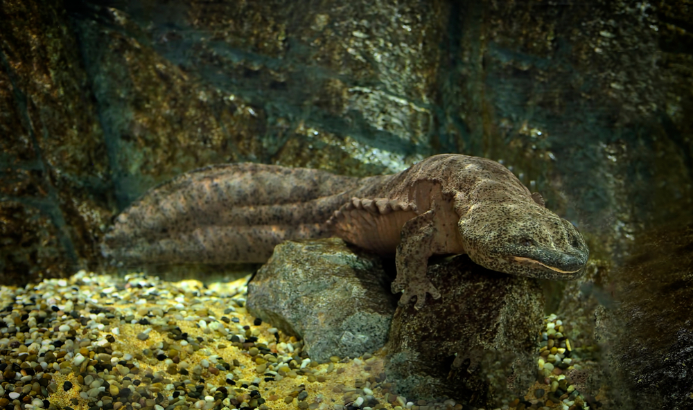 Зоологи открыли новый вид саламандр.Вокруг Света. Украина