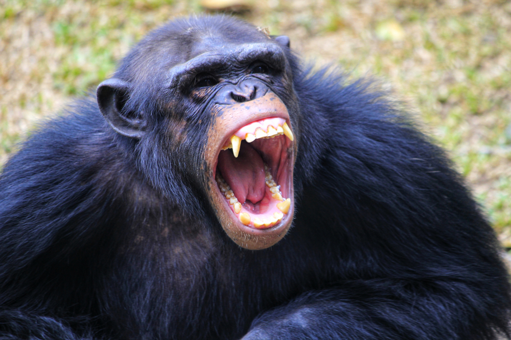 Шимпанзе в бегах нагоняет страх на людей и животных.Вокруг Света. Украина