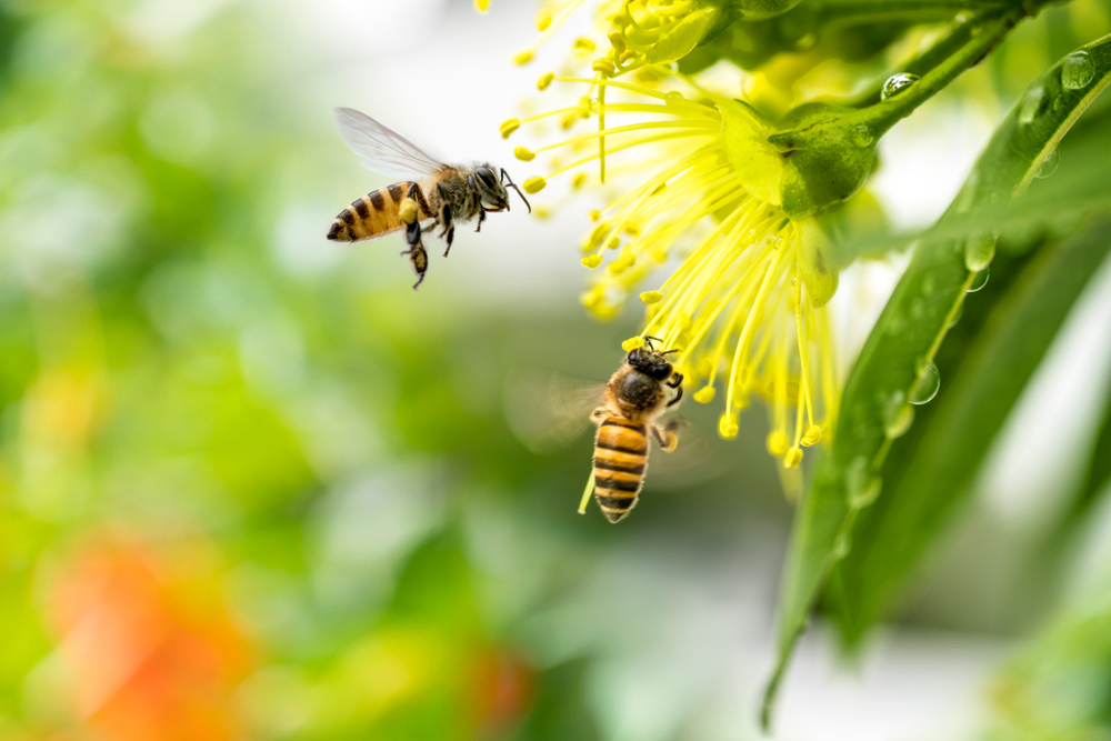 Пчелы разделяют воспоминания на хорошие и плохие.Вокруг Света. Украина