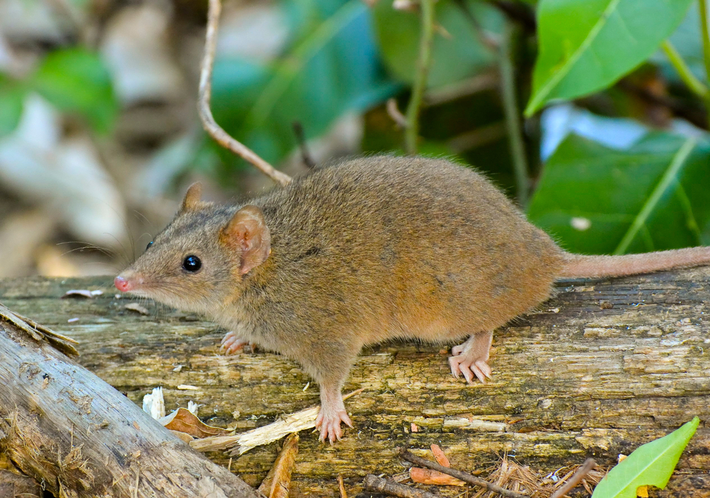 Самцы сумчатой мыши умирают от истощения сразу после спаривания.Вокруг Света. Украина