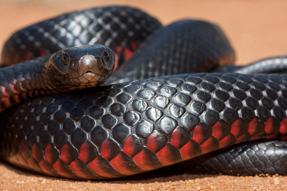Австралиец поймал гигантскую краснобрюхую змею.Вокруг Света. Украина