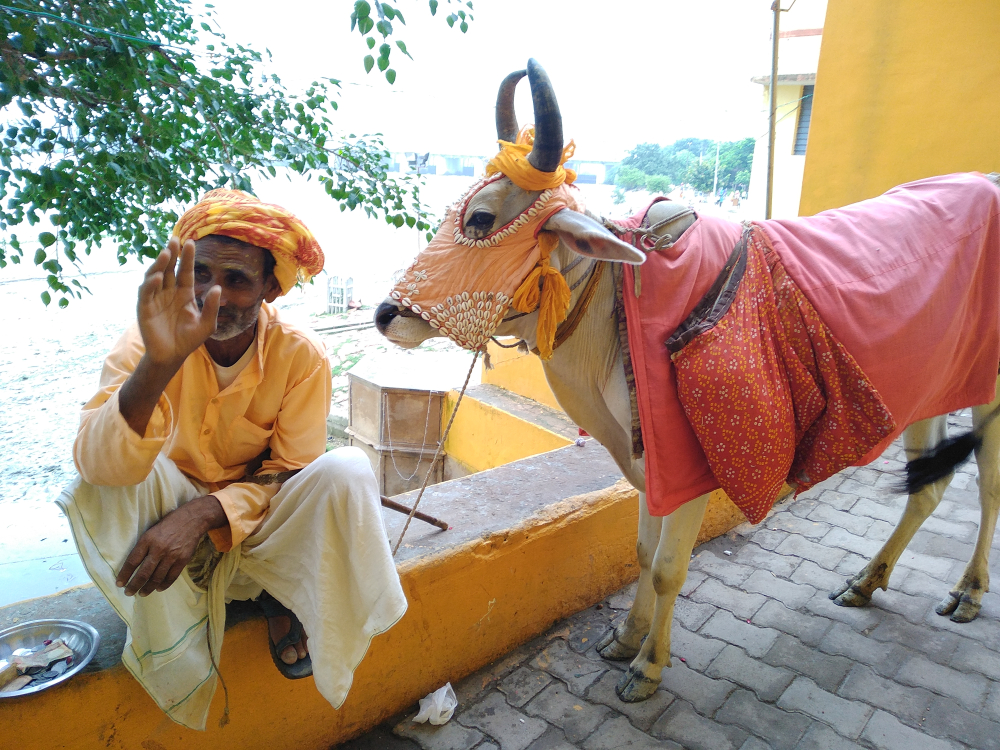 В Индии собирают деньги на вентиляторы для диких коров.Вокруг Света. Украина