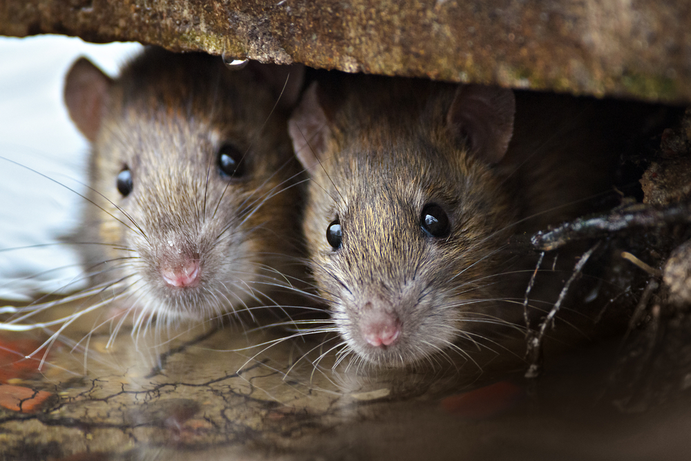 Крысам нравится играть с людьми в прятки - ученые