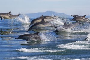 У дельфинов растет устойчивость к антибиотикам