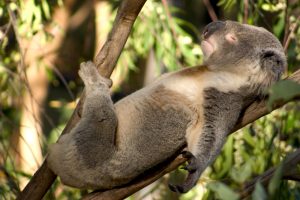 В Сиднее предлагают провести ночь среди коал