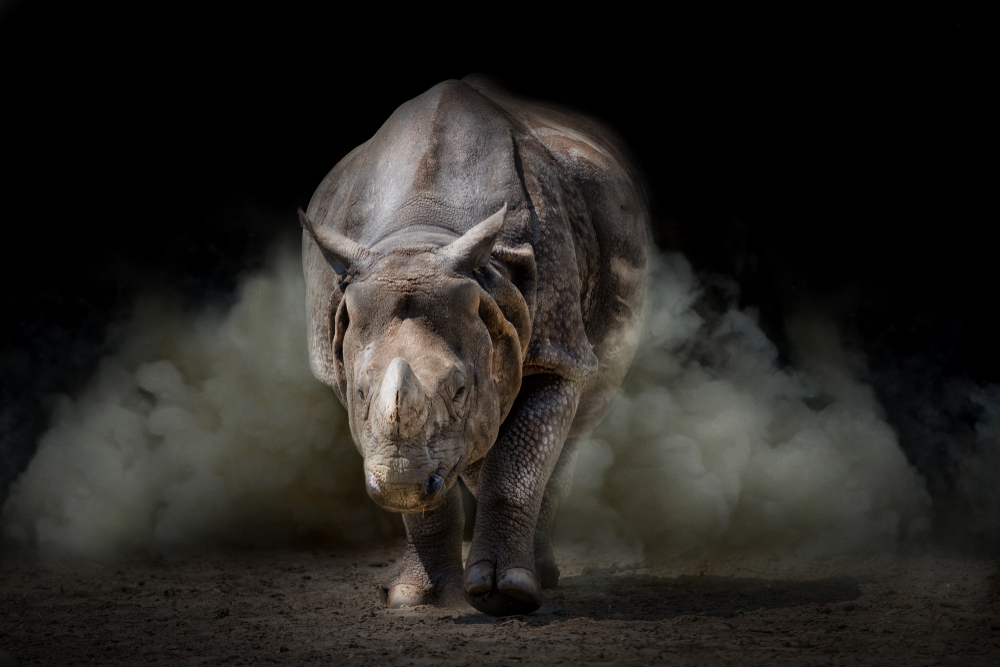 В Германии разъяренный носорог напал на машину