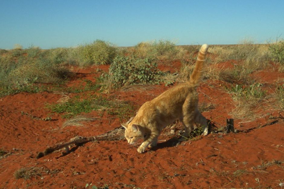 В Австралии кошка съела кенгуру