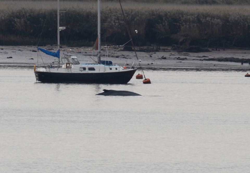 В Темзу заплыл 10-метровый горбатый кит