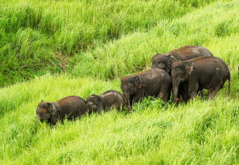 В Таиланде, спасая друг друга, погибли шесть слонов.Вокруг Света. Украина