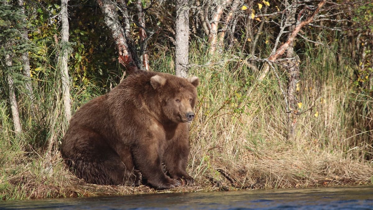 На Аляске выбирают самого толстого медведя.Вокруг Света. Украина