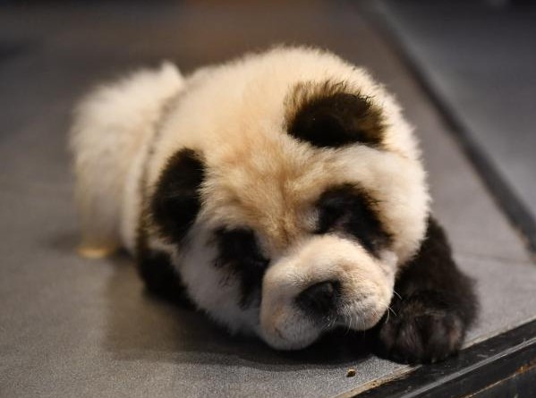 Владелец кафе в Китае превратил собак в панд