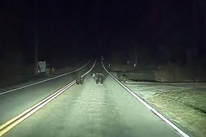 Автопилот спас жизнь медведице с детенышами