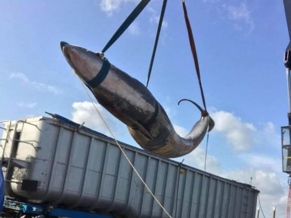 В Темзе нашли второго мертвого кита за месяц.Вокруг Света. Украина