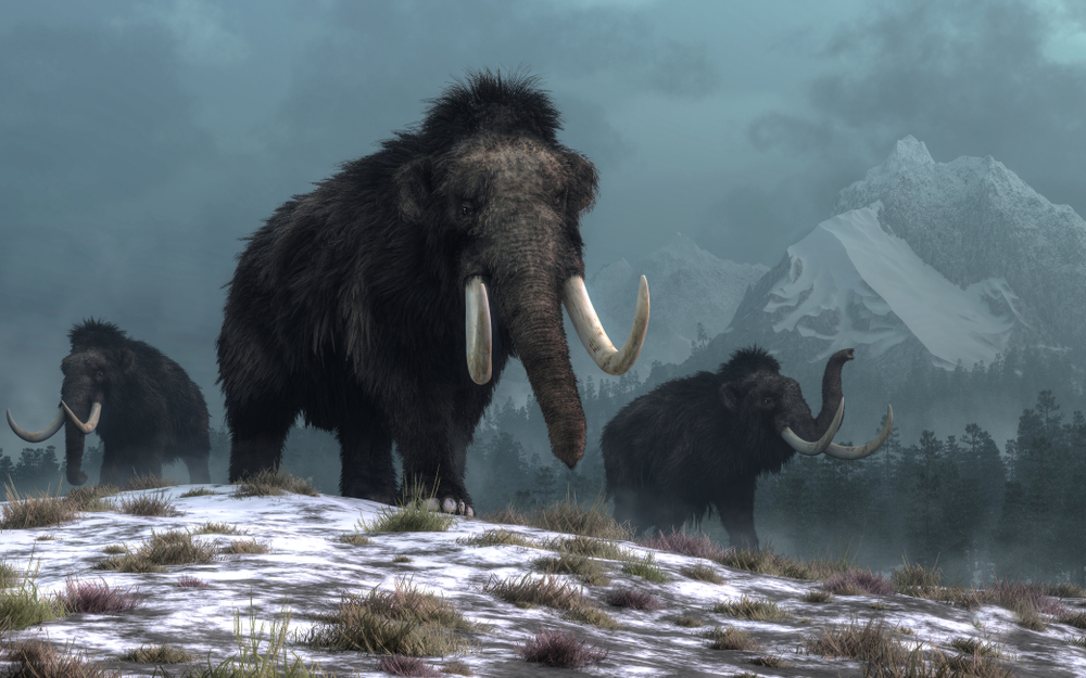 Шерстистые мамонты вымерли «всего» 4000 лет назад.Вокруг Света. Украина