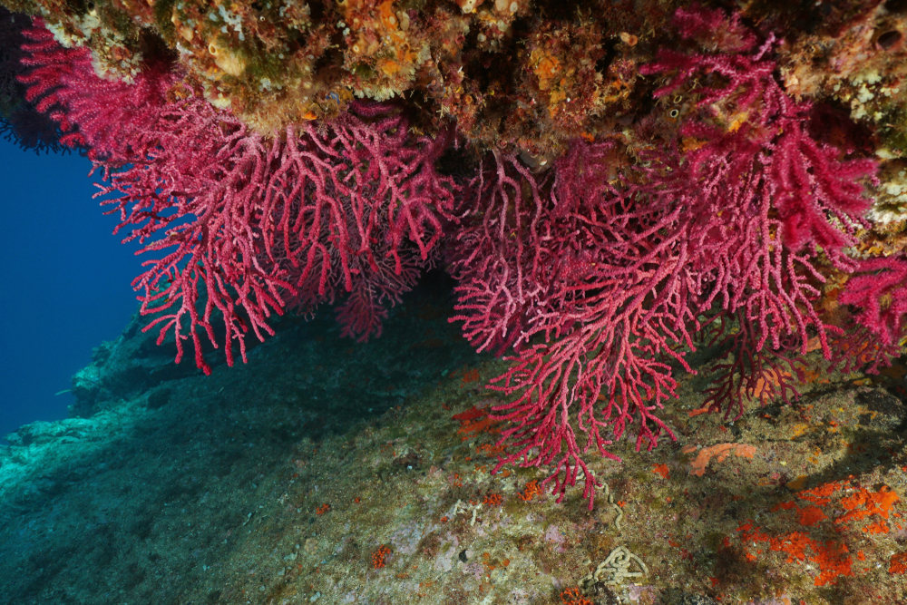 Впервые в истории найдены воскресшие кораллы