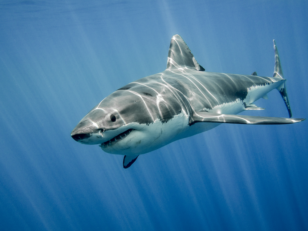 Большие белые акулы тоже заводят друзей