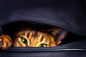 Кот-безбилетник забрался в сумку к хозяевам - его обнаружили в аэропорту