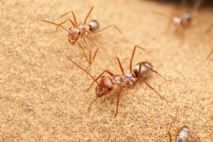Самые быстрые в мире муравьи передвигаются со скоростью 85,5 см в секунду