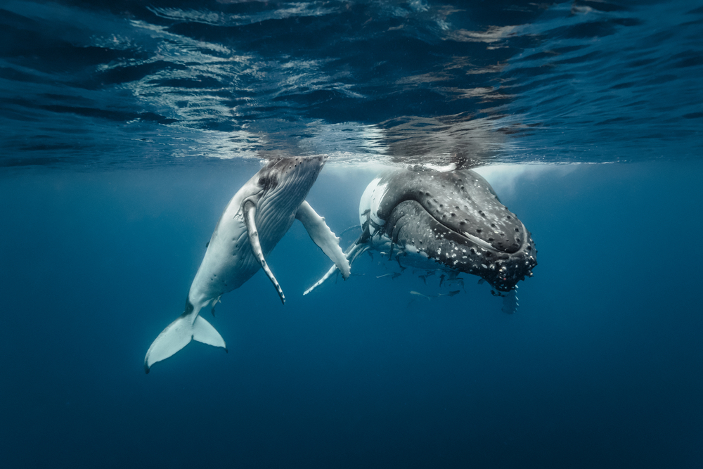 Горбатые киты охотятся с помощью сети из пузырьков (видео)