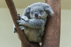 В Австралии погибли сотни коал из-за лесного пожара
