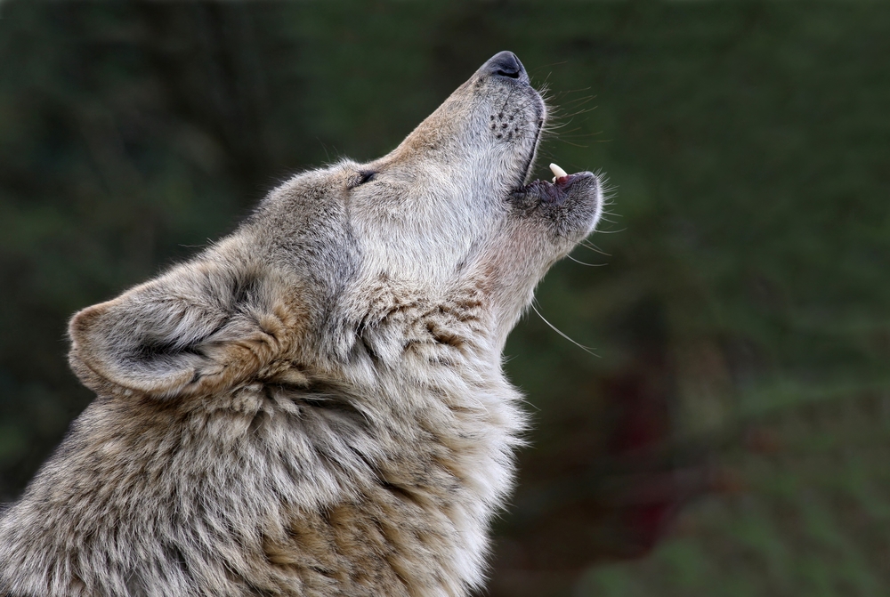 В Бельгии объявили награду 30 тыс. евро за убийцу волчицы.Вокруг Света. Украина