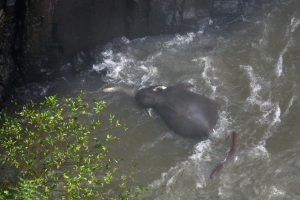 Гибель слонов в Таиланде: обнаружены еще пять тел