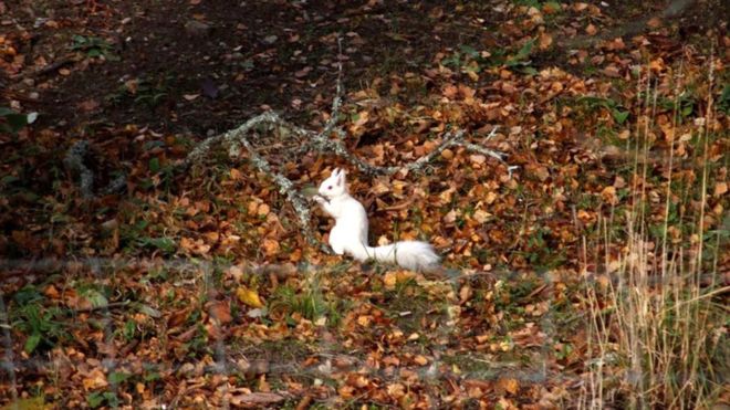 В лесах Шотландии сфотографировали редкостную белую белку.Вокруг Света. Украина