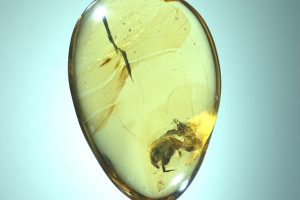 Ученые обнаружили окаменелости самого древнего опыляющего насекомого