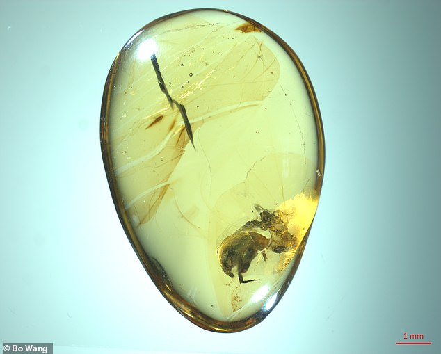 Ученые обнаружили окаменелости самого древнего опыляющего насекомого