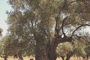 Ученые определили старейшее оливковое дерево Турции - ему 3 тысячи лет