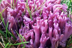 Редкий фиолетовый коралловый гриб обнаружен в Уэльсе