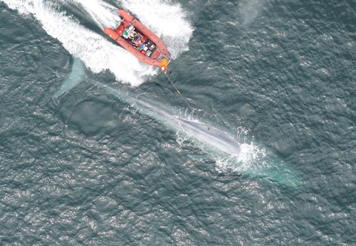 Американские биологи впервые измерили пульс синего кита.Вокруг Света. Украина