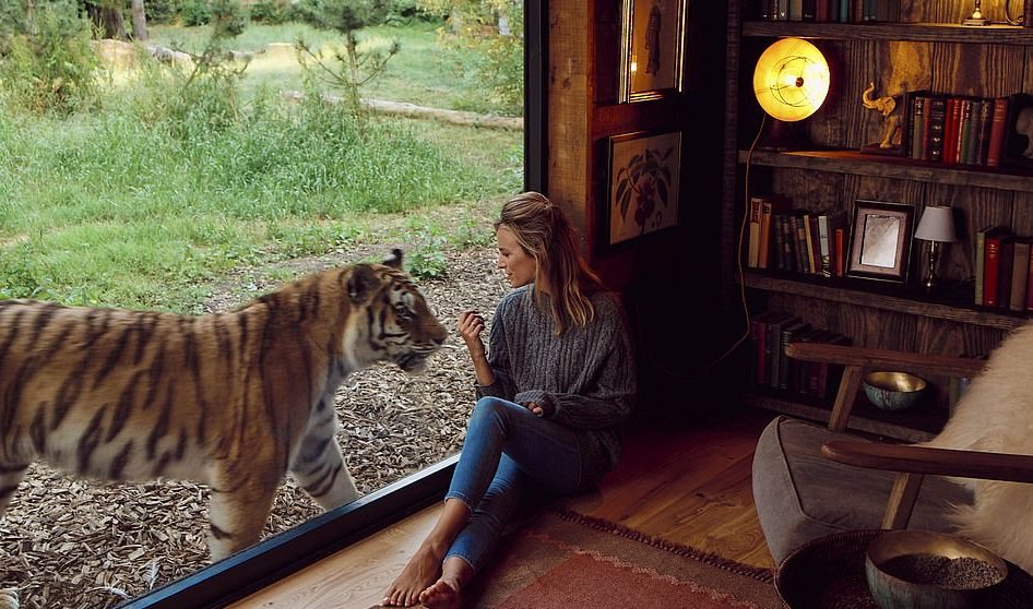 Львы, тигры и волки: британский отель селит с опасными соседями.Вокруг Света. Украина
