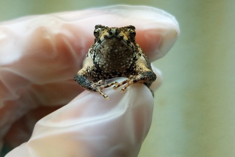 Ученые лают на хохлатых жаб, чтобы спасти их от вымирания.Вокруг Света. Украина